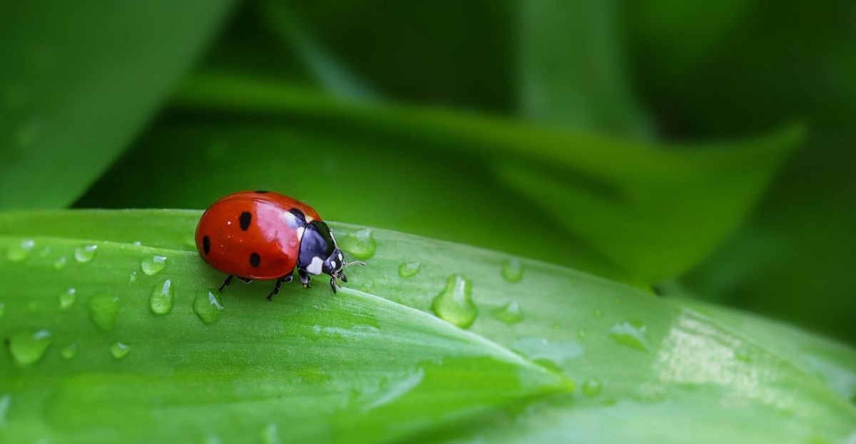Ladybird on leaf